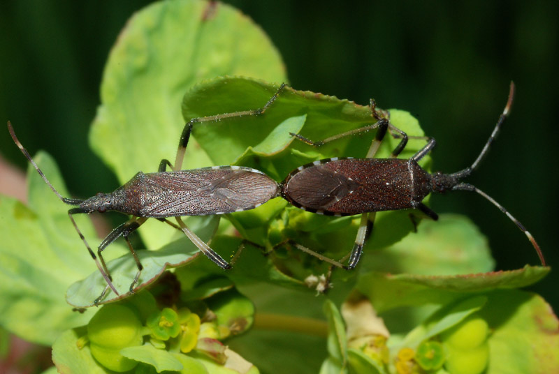 Stenocephalidae: Dicranocephalus albipes dell''Emilia (RE)